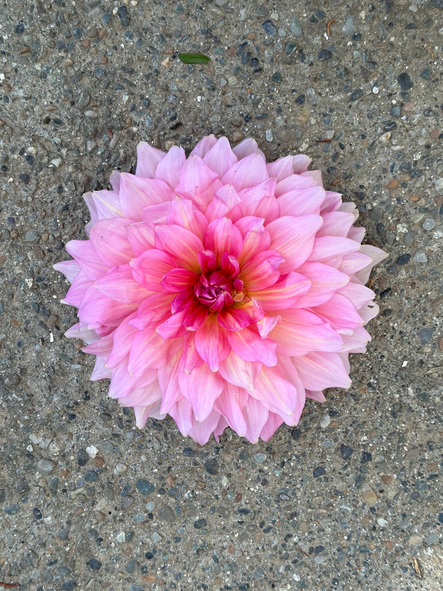 Dahlia ‘Otto’s Thrill’ tuber