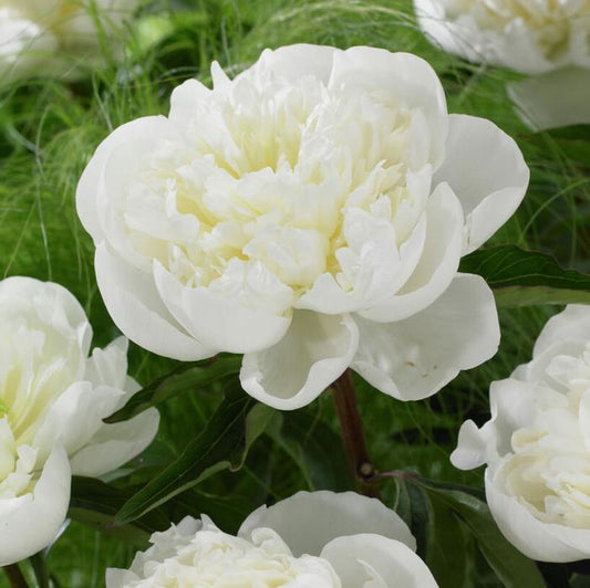 Peony 'Duchess de Nemours' root