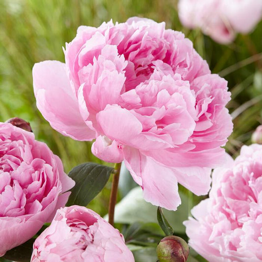 Peony 'Sarah Bernhardt' root