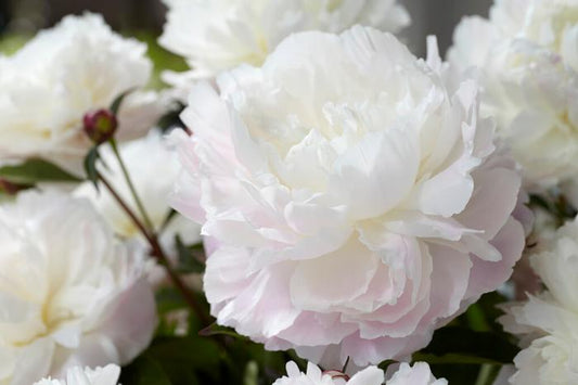 Peony 'Shirley Temple' root