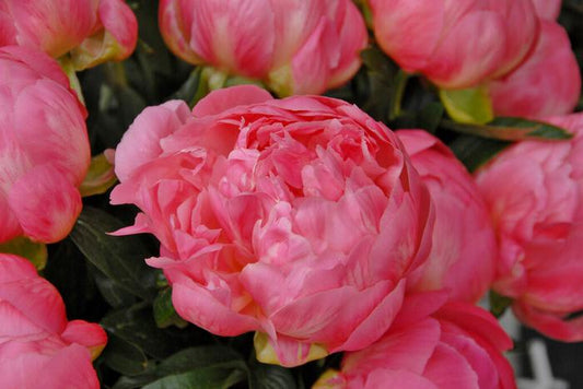 Peony 'Pink Hawaiian Coral' root