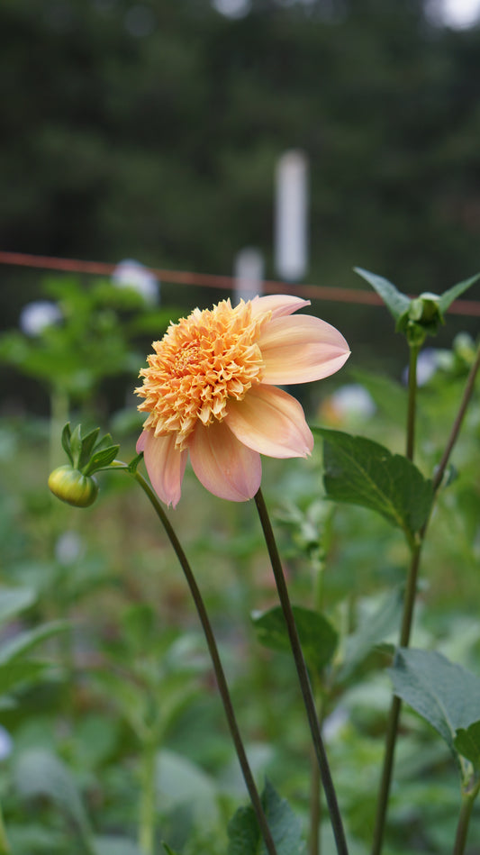 Dahlia ‘Sandia Brocade’ tuber