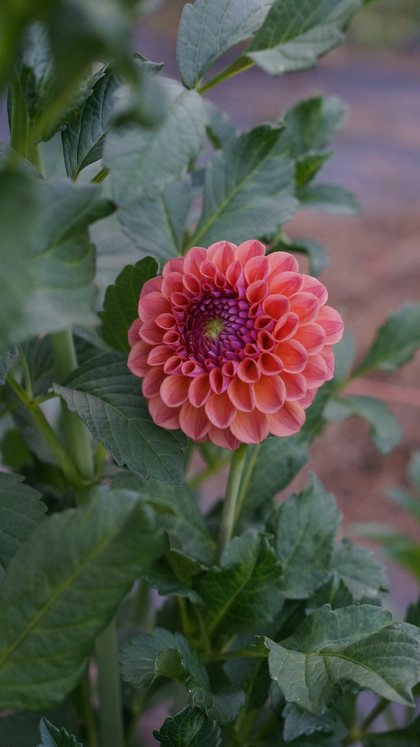 Dahlia ‘Chewy’ tuber