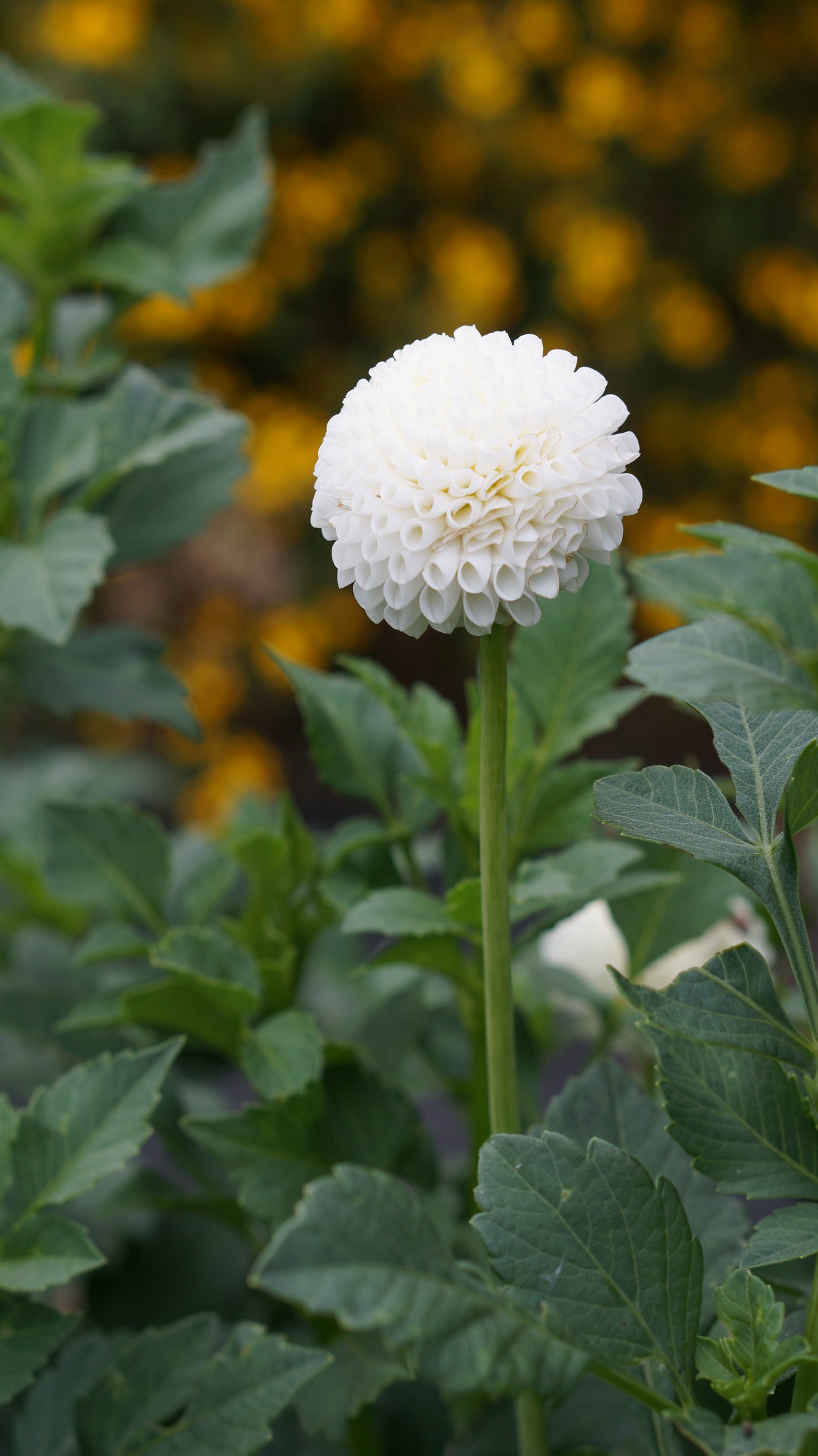 Dahlia 'Tiny Treasure' tuber