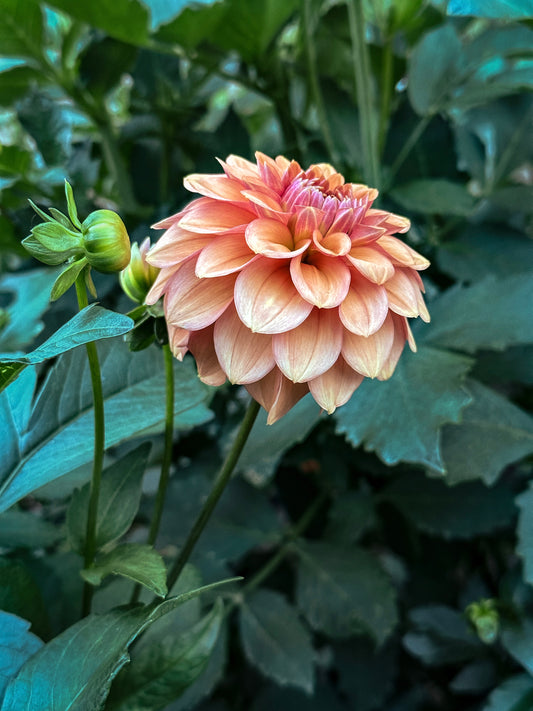 Dahlia 'Ice Tea' tuber