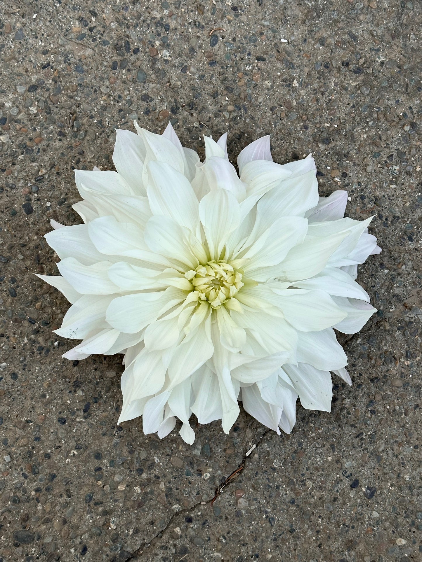 Dahlia 'Iceberg' tuber