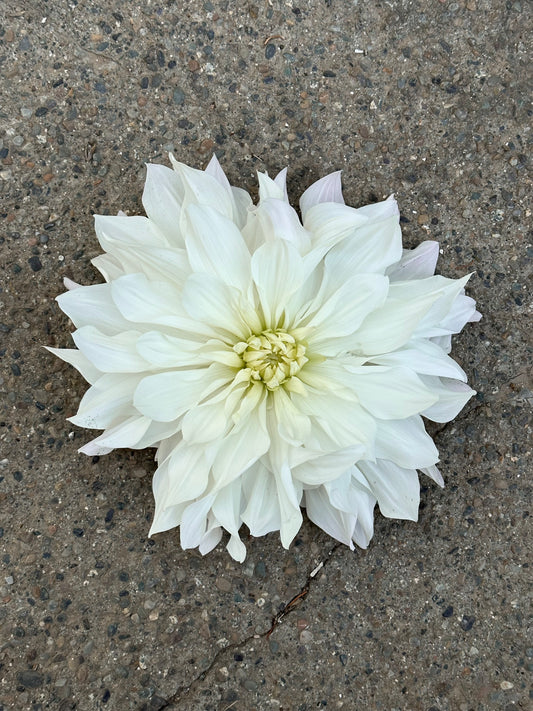 Dahlia 'Iceberg' tuber