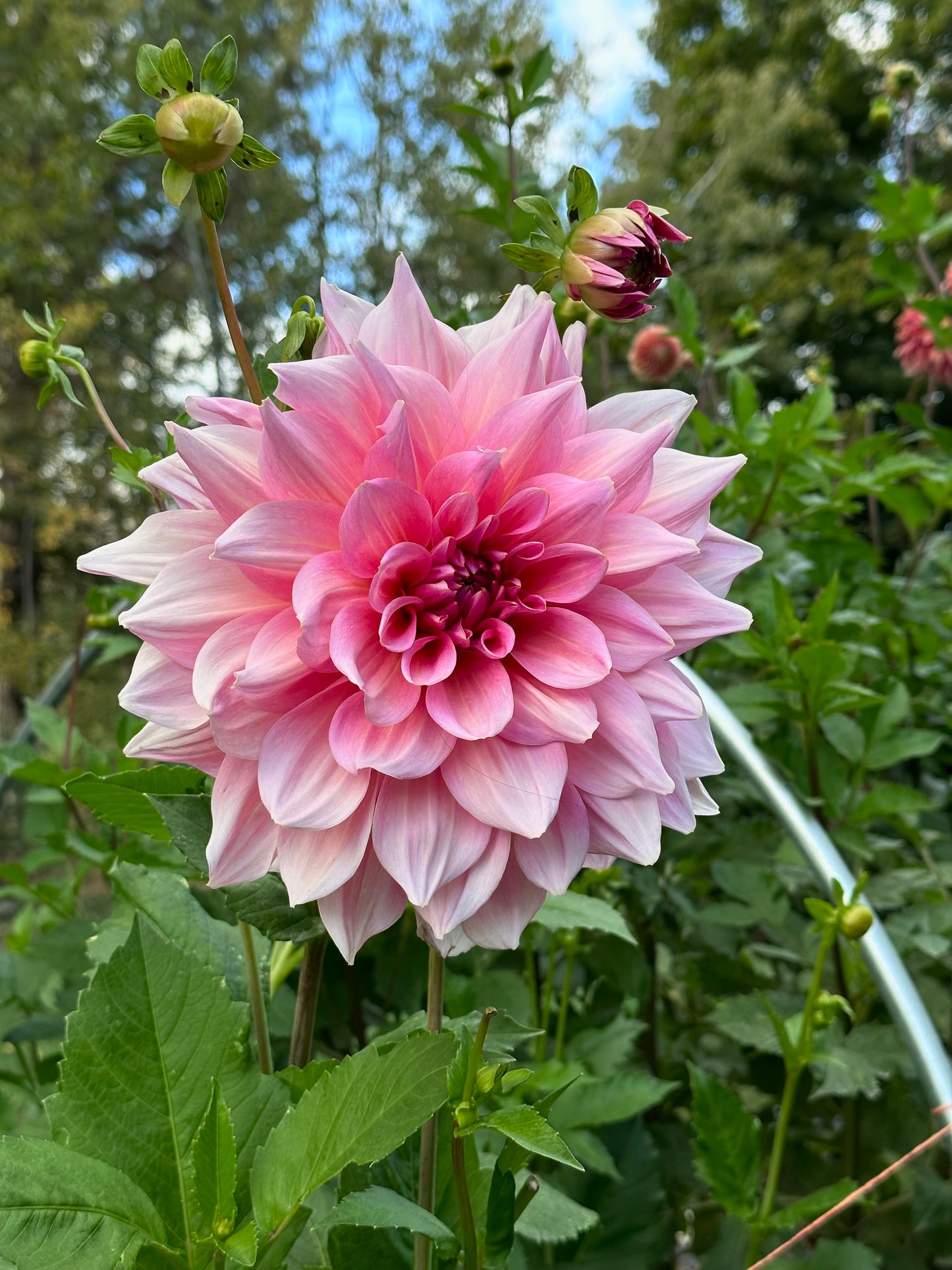 Dahlia ‘Otto’s Thrill’ tuber