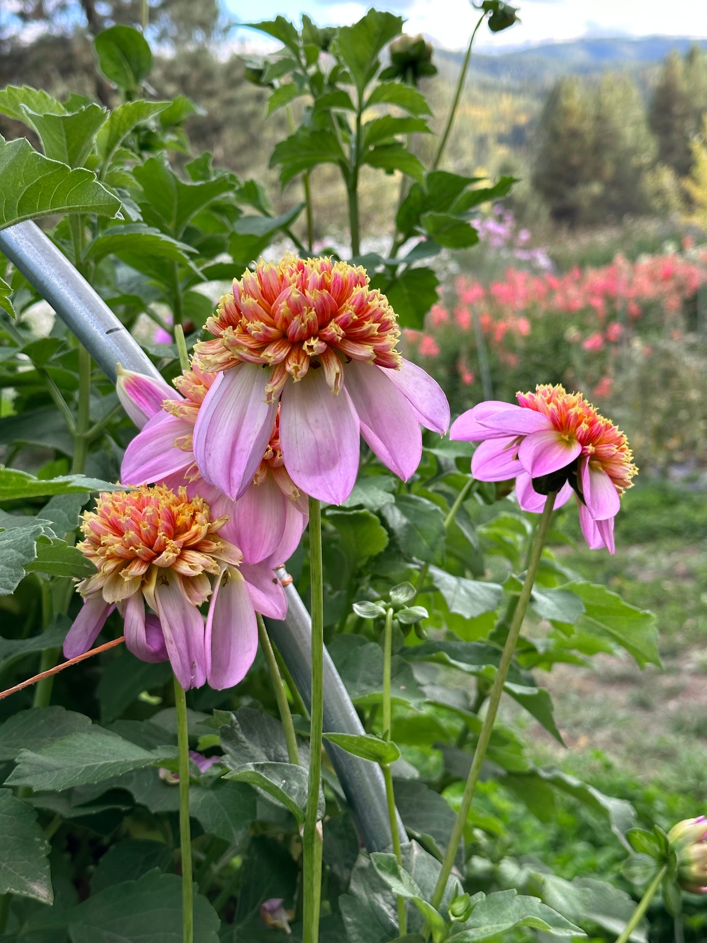 Dahlia ‘Twilite’ tuber