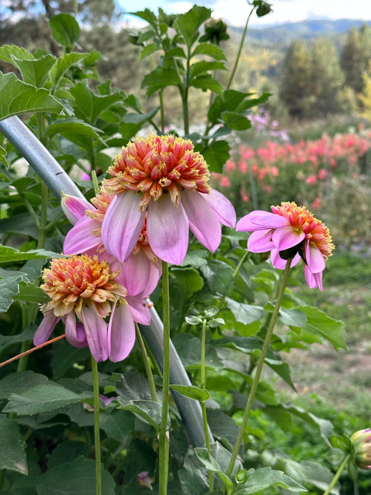Dahlia ‘Twilite’ tuber