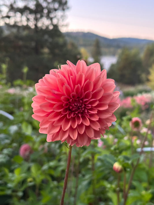 Dahlia ‘Mystique’ tuber