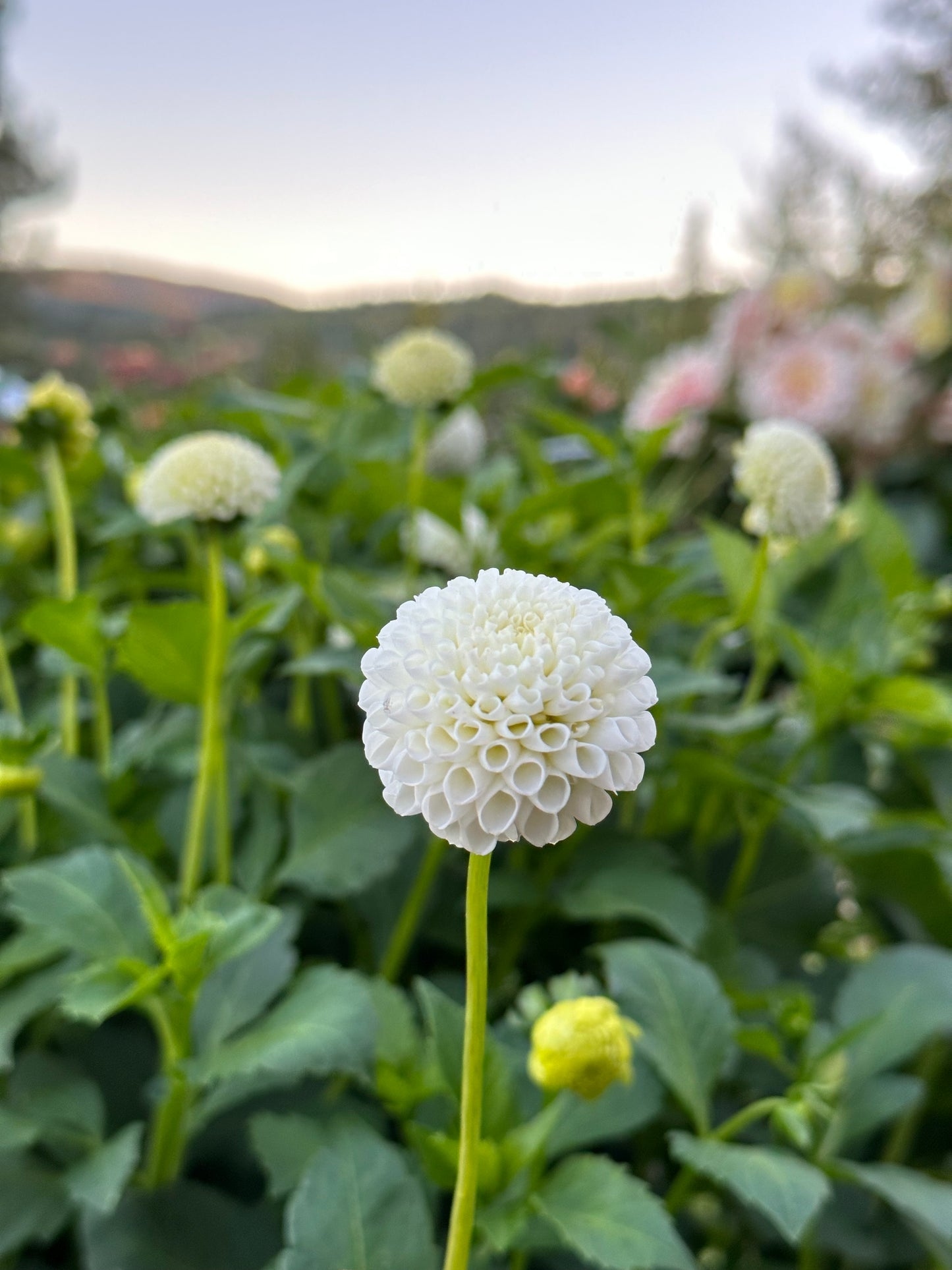 Dahlia 'Tiny Treasure' tuber