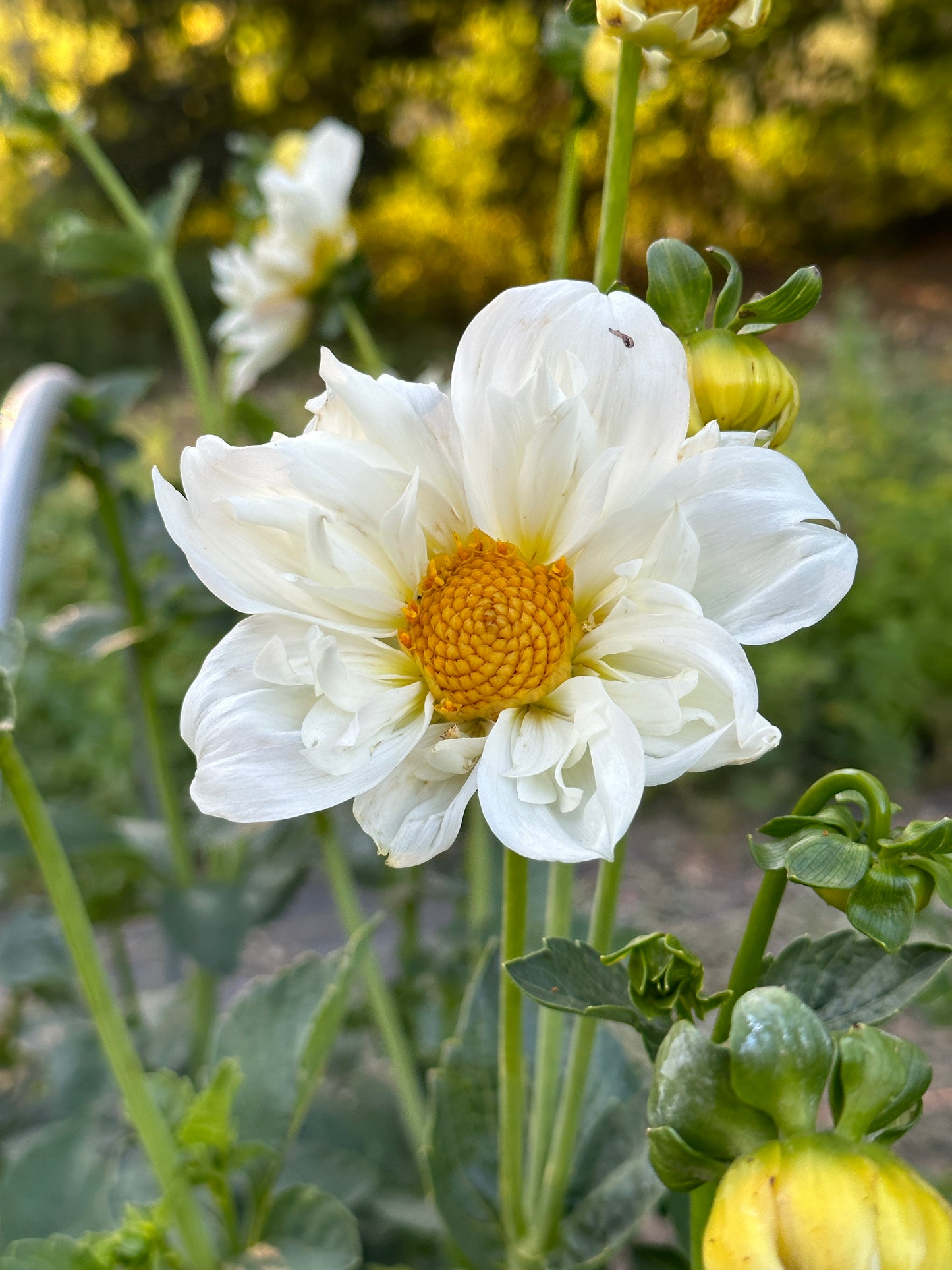 Dahlia ‘Cherubino’ tuber
