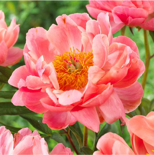 Peony 'Coral Charm' root